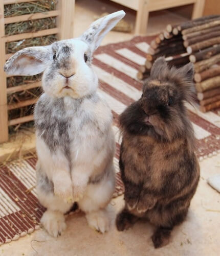 Kaninchen machen Männchen