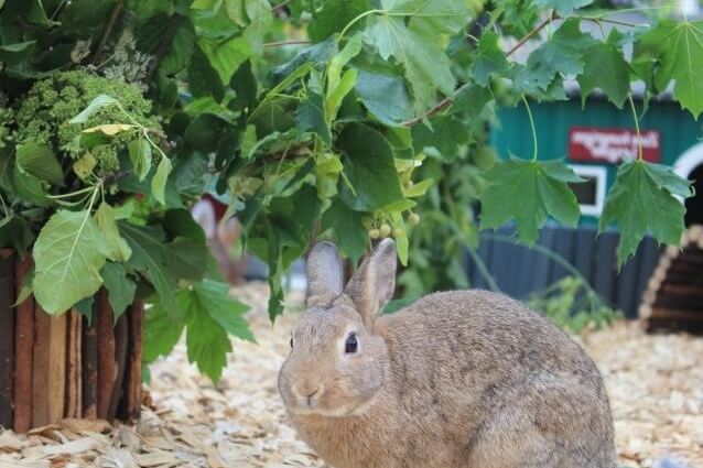 Futterbaum in Außenhaltung mit Kaninchen