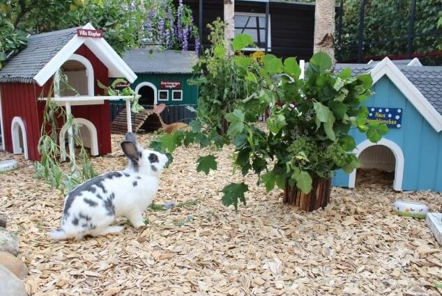 Außenhaltung Kaninchen mit Pflanzen