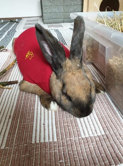 Wann Ist Kaninchen Nach Kastration Wieder Fit Kastration weiblicher Kaninchen | Kaninchenschutz e.V.