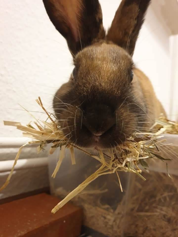 Kaninchen Nach Kastration Wie Lange Ohne Streu Kastration weiblicher Kaninchen | Kaninchenschutz e.V.