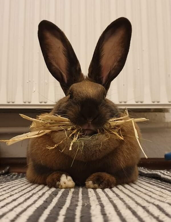 Wann Ist Kaninchen Nach Kastration Wieder Fit Kastration weiblicher Kaninchen | Kaninchenschutz e.V.