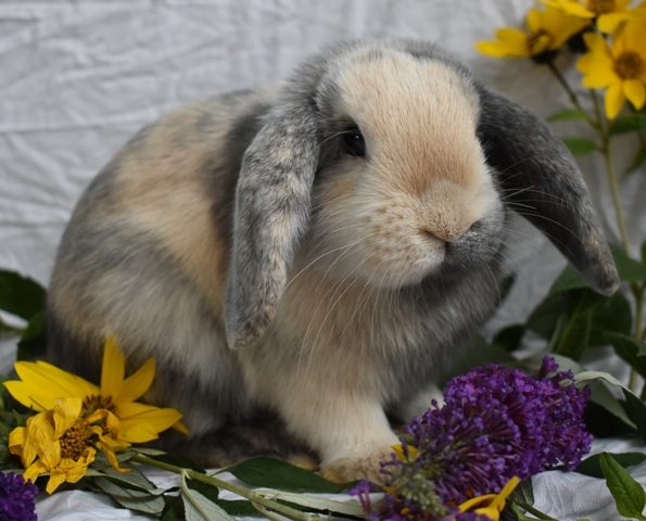 Kaninchen mit Blumen