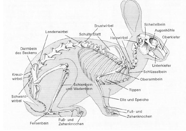 Skelett eines Kaninchens
