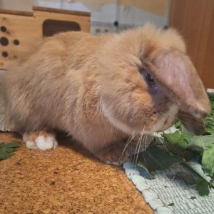 Patenkaninchen Elvin mit Ohrfehlstellung