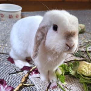 Snoopy Patenkaninchen des Kaninchenschutz eV