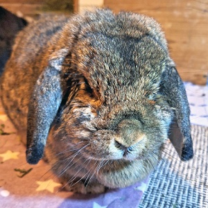 Patenkaninchen Lani des Kaninchenschutz