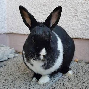 Nora ist Patenkaninchen im Kaninchenschutz