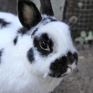 oskar-patentier-kaninchenschutz